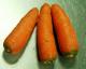 Is It Safe To Eat Carrots During Pregnancy?